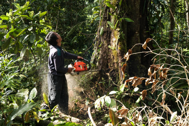 Best Professional Tree Care  in The Woodlands, TX